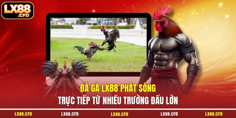 Đá gà LX88 phát sóng trực tiếp từ nhiều trường đấu lớn